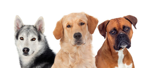 husky lab and boxer dogs in portrait 