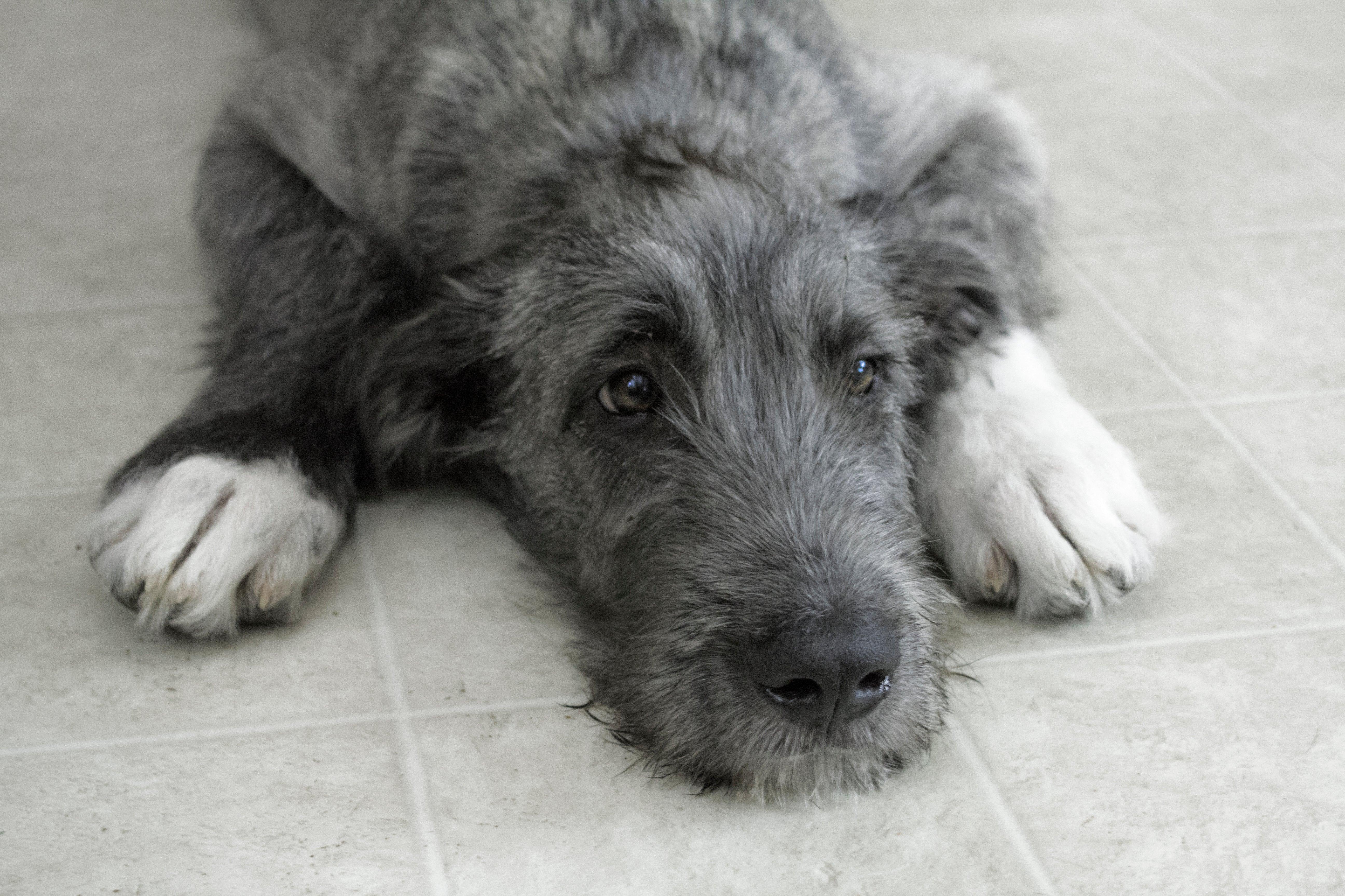 Three Irish Wolfhound laying on the floor