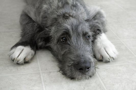 Three Irish Wolfhound laying on the floor