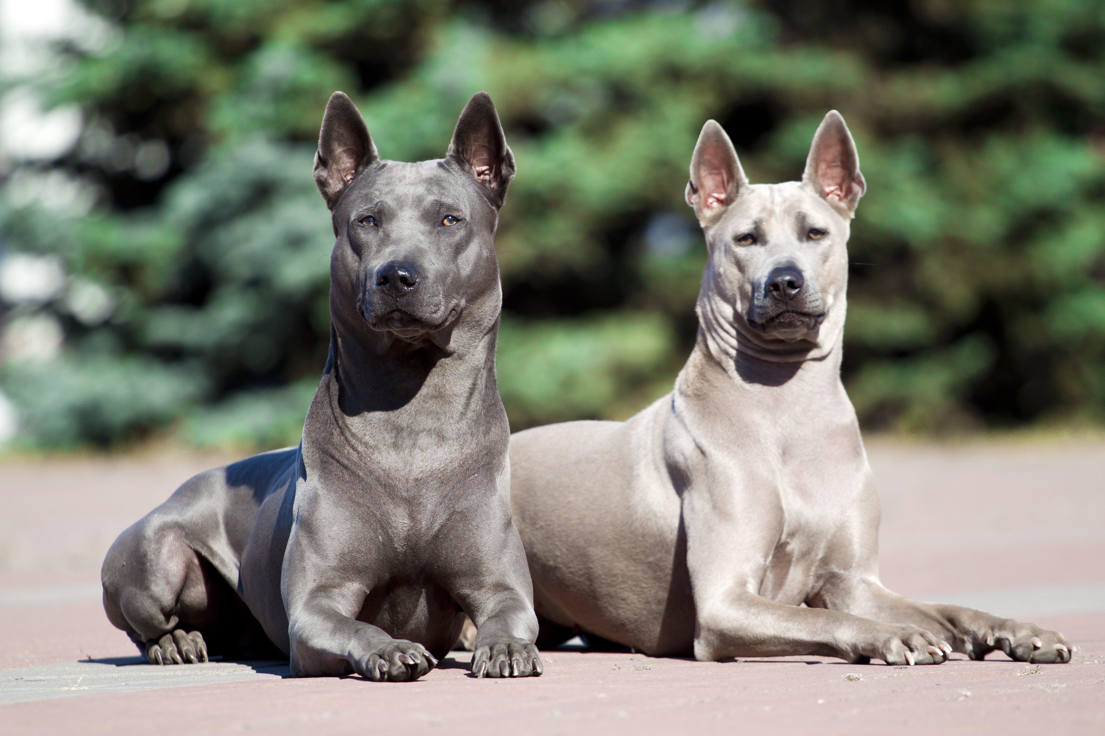 two thai ridgebacks laying on the ground
