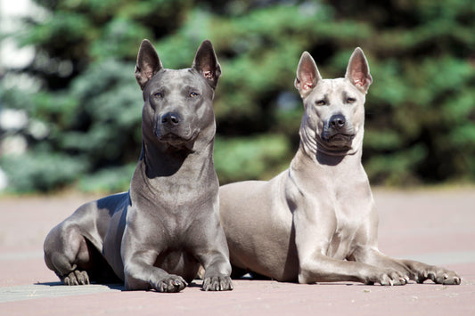 two thai ridgebacks laying on the ground