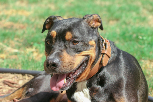 pitweiler laying in the grass