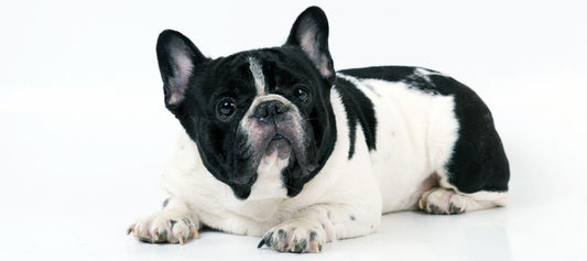 How To Help Your Mini French Bulldog Manage Separation Anxiety - Calming Dog