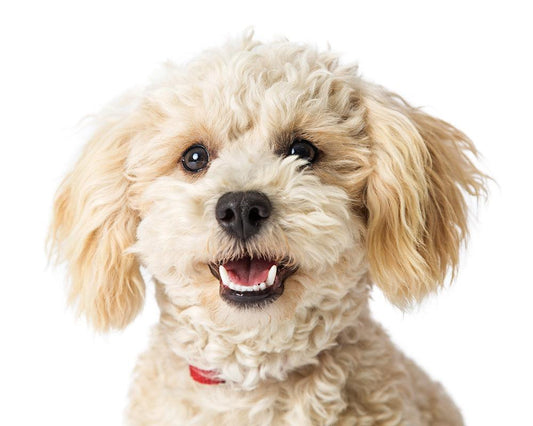 Photo of White Peekapoo dog