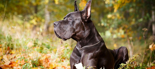 Great Dane Dog Laying 