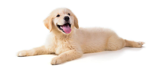 Golden retriever puppy laying on floor