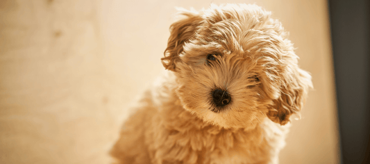 Trembling and Shaking Maltipoo: Symptoms, Causes, & Treatments - Calming Dog