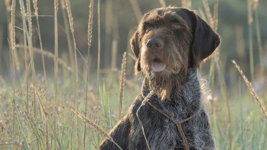 close up image of Wirehaired Pointing Griffon sitting in a wheat field