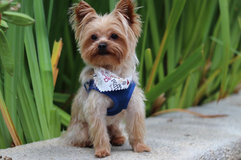 teacup yorkie sitting on concrete