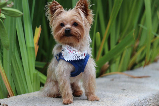 teacup yorkie sitting on concrete