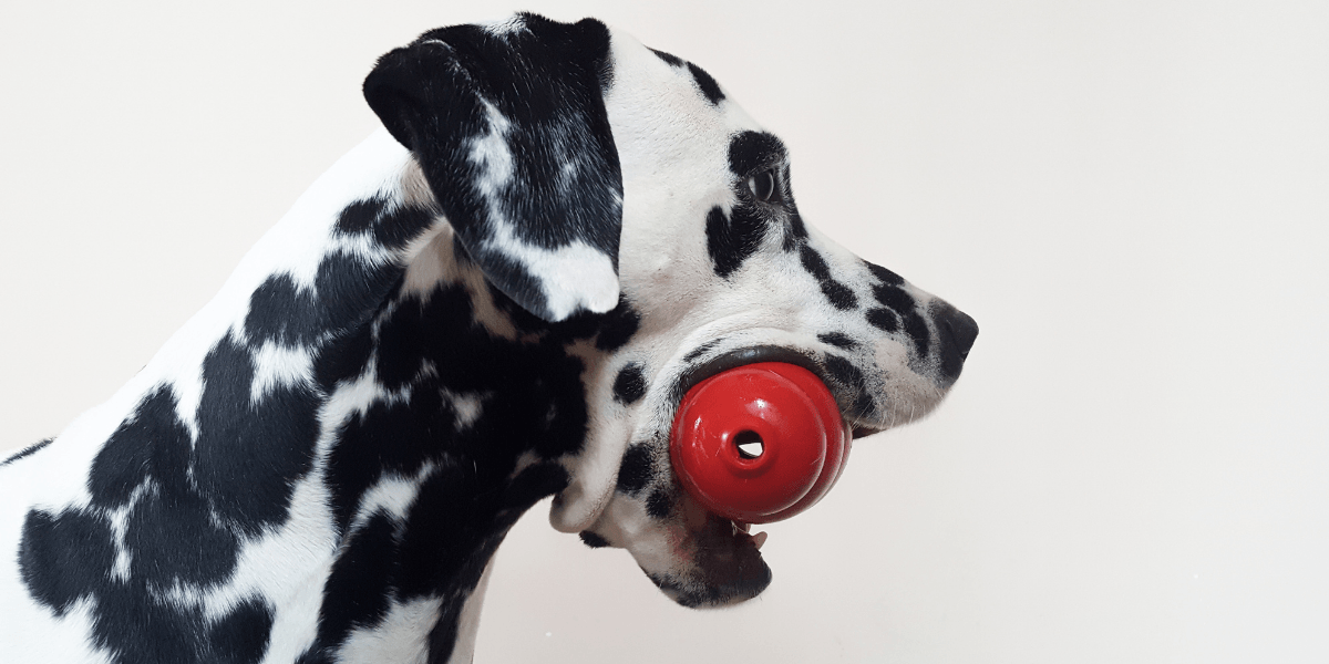 Top Dog Puzzle Toys That Keep Your Dog Active and Happy - Calming Dog