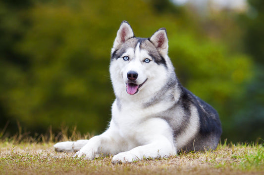 Husky and Siberian Husky Breed Information - Calming Dog