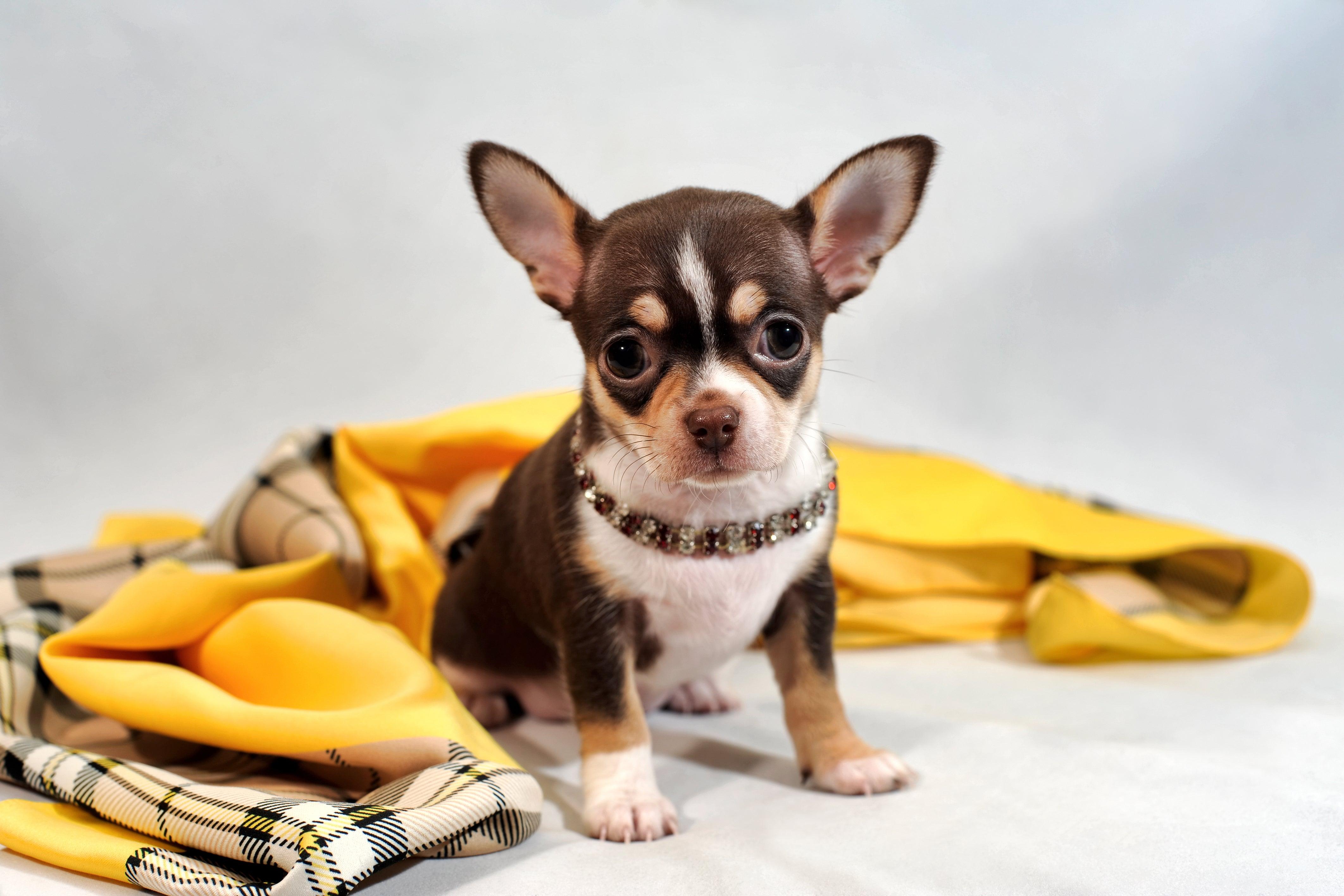 chihuahua puppy with a yellow blanket