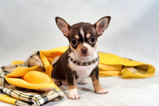 chihuahua puppy with a yellow blanket