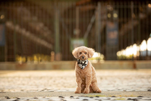 mini poodle sitting on a gravel path