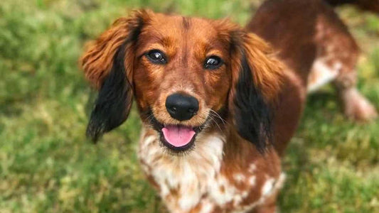Brown Doxipoo photo credits from Poodlemix Club