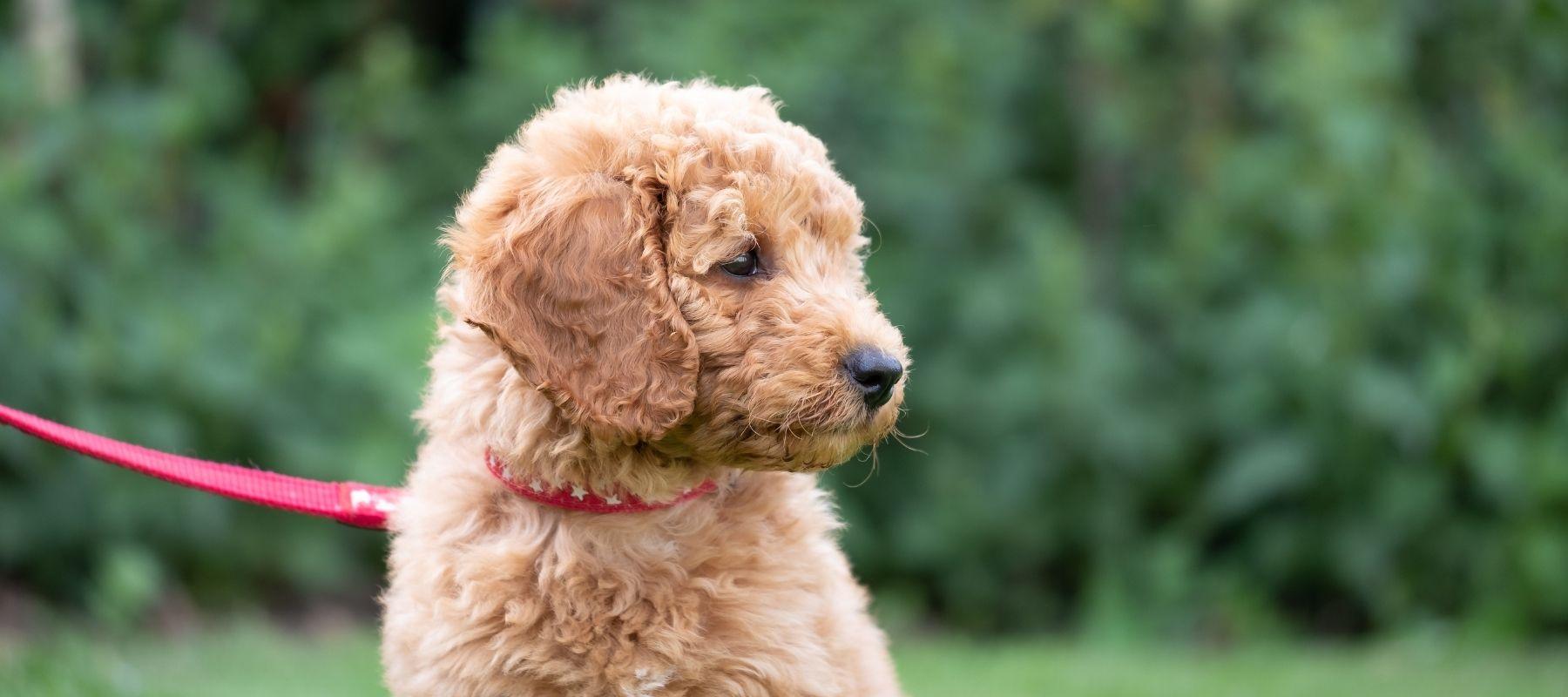 Mini Cockapoo Puppy