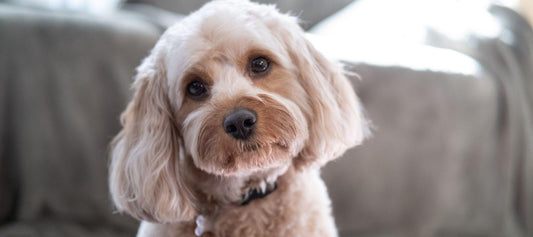 Cavapoo Dog