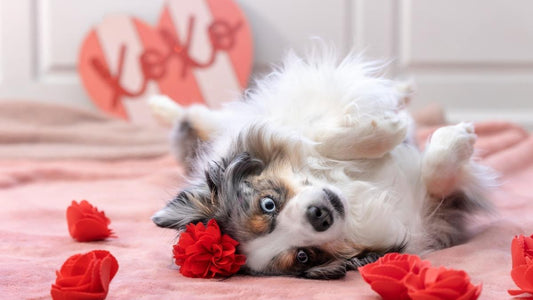 Adorable Mini Aussiedoodle laying on it's back surrounded ny flowers