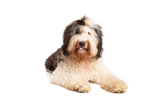 Large Sheepadoodle dog laying down