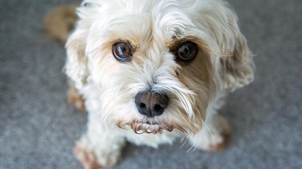 Cavachon gazing upwards at camera