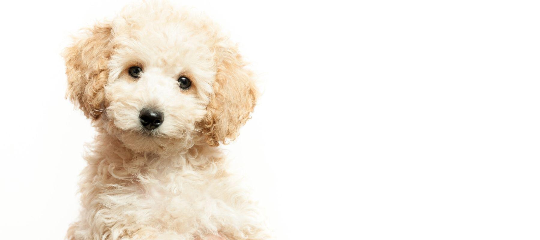 Baby poodle looking at camera