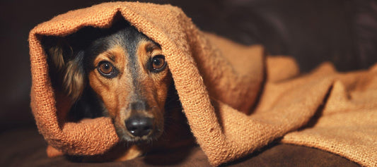 Understanding Canine Anxiety - Calming Dog