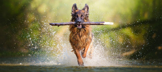 German Shepherd dog with stick