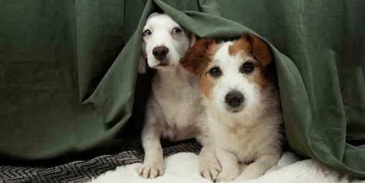 Dogs and Fireworks: 5 Practical Ways to Keep Your Dog Calm During Fireworks - Calming Dog