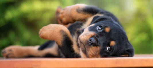 Rottweiler Puppy 