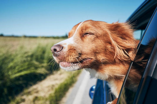 dog with its head out a car window