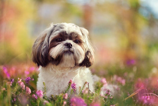shih tzu sitting in flower field