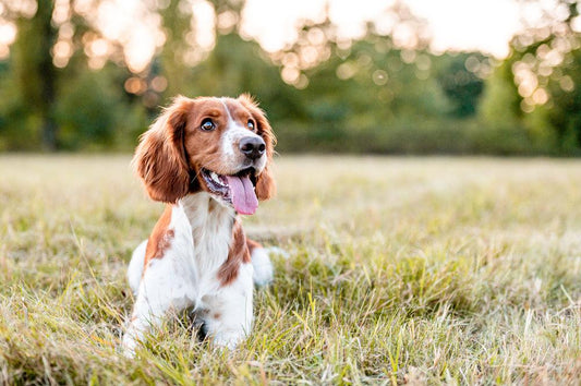 dog laying in grass field