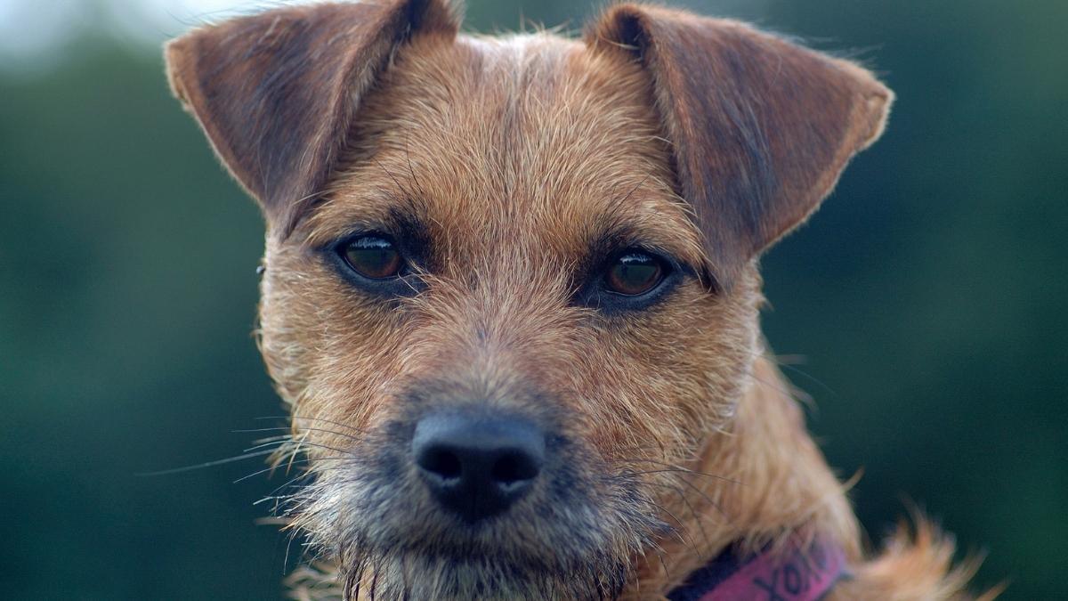 brown patterdale terrier looking at camera
