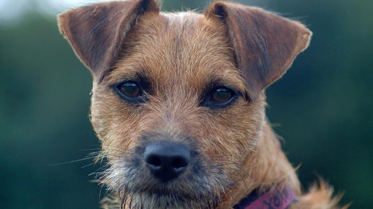 brown patterdale terrier looking at camera