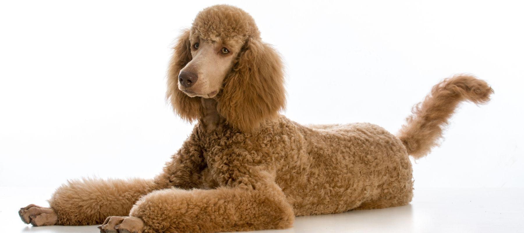 Standard Poodle Dog