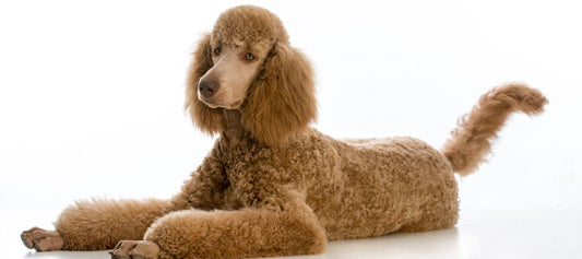 Standard Poodle Dog