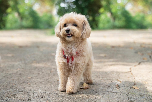 maltipoo sitting on the ground