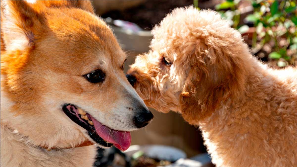 Corgi and Poodle facing each other