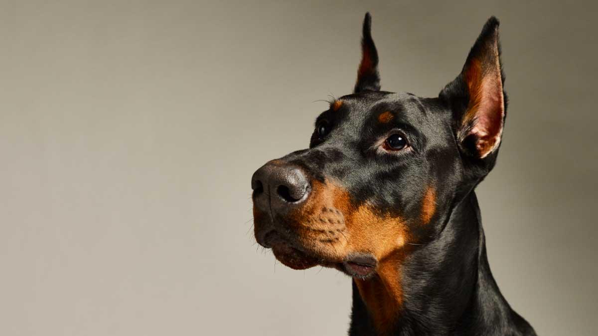 black and brown European Doberman