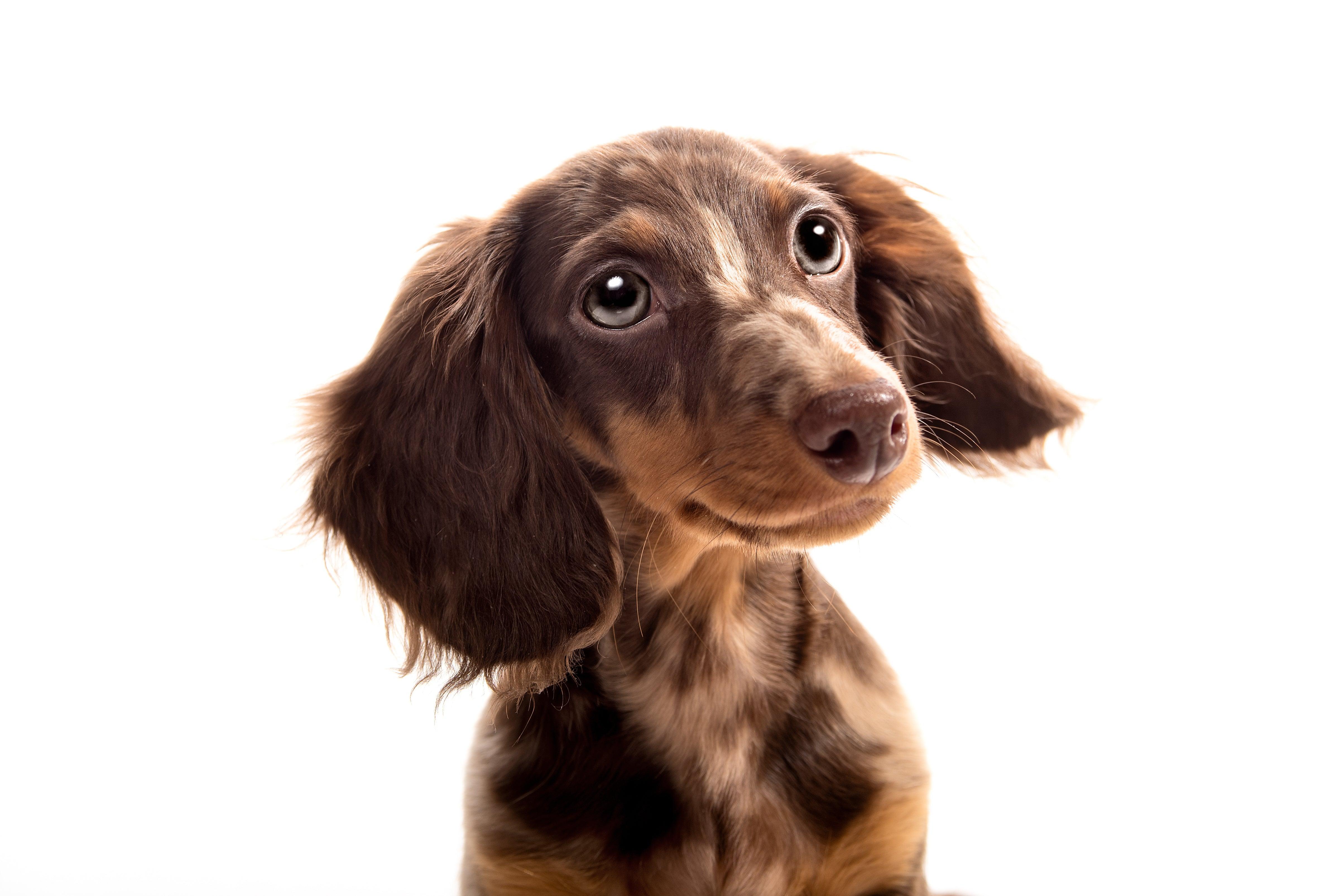 Brown dachshund dog