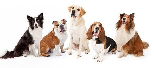 Medium Calm Dog Breeds - Calming Dog