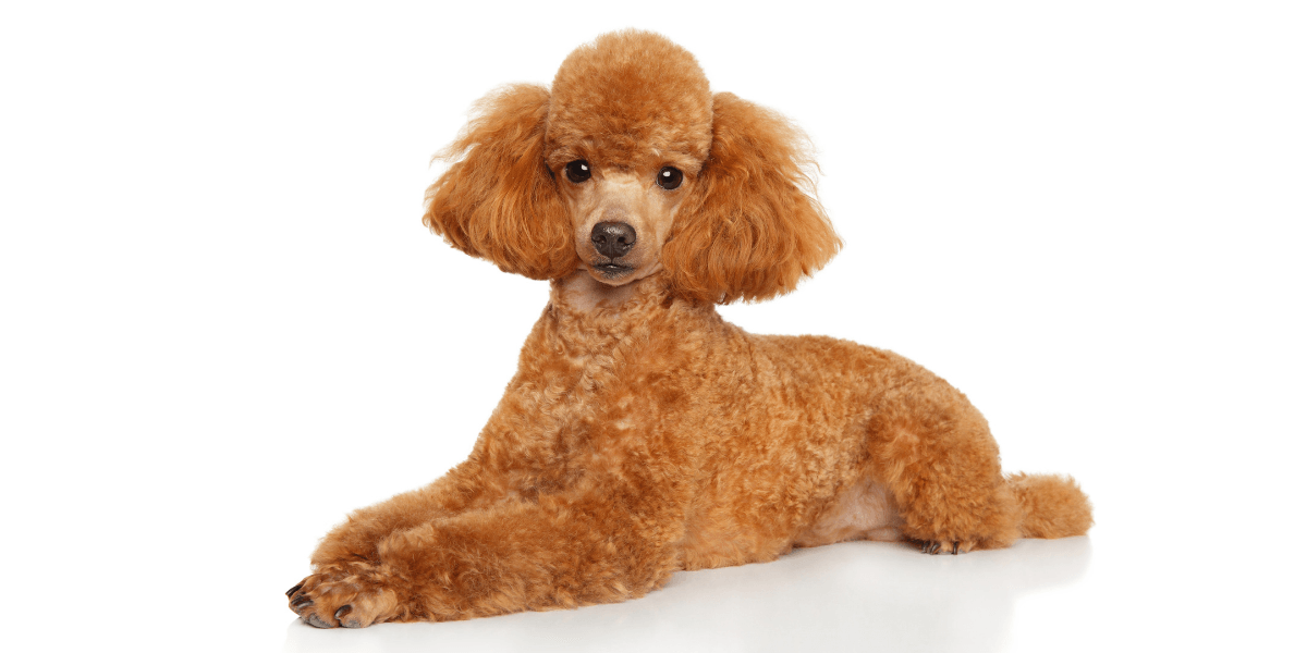 Poodle Dog Breed Information - Calming Dog