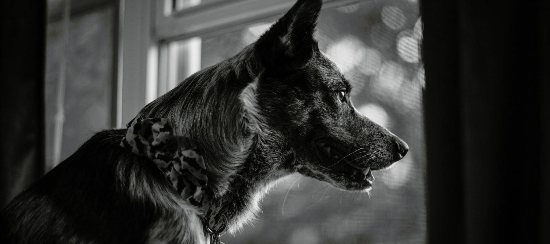 German Shepherd looking out the window for owner 