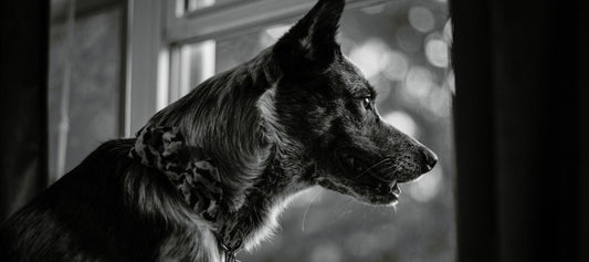 German Shepherd looking out the window for owner 