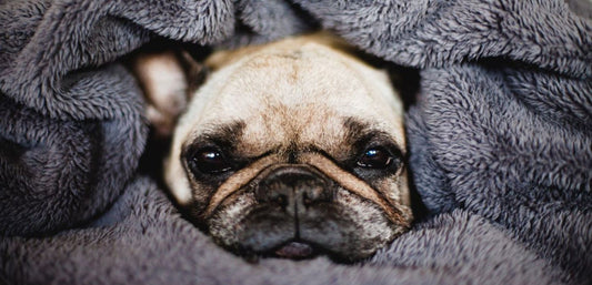 Soothing Pressure Therapy: Calming Blankets for Dogs
