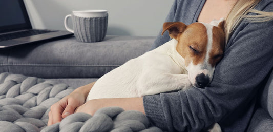 Do Hugs Make Dogs Uncomfortable? Embrace the Truth
