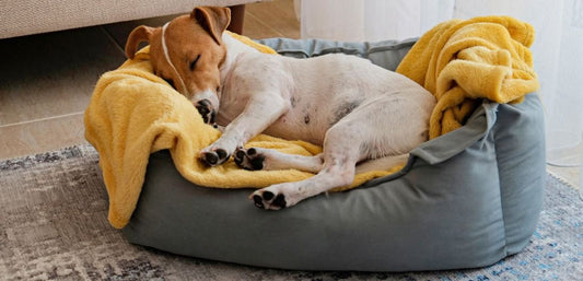 Sweet Dreams Are Made of This: Anti-Anxiety Dog Beds