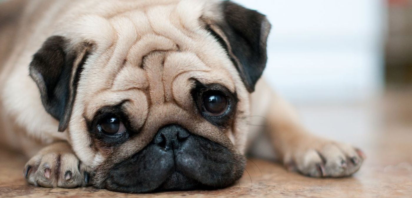 Rockabye Doggy: Dealing With Anxiety in Dogs at Night