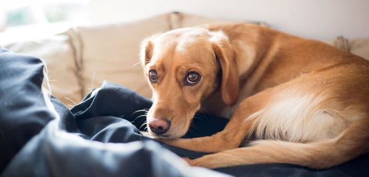 Relieve a Dog's Back Pain and Get Them Back on Track